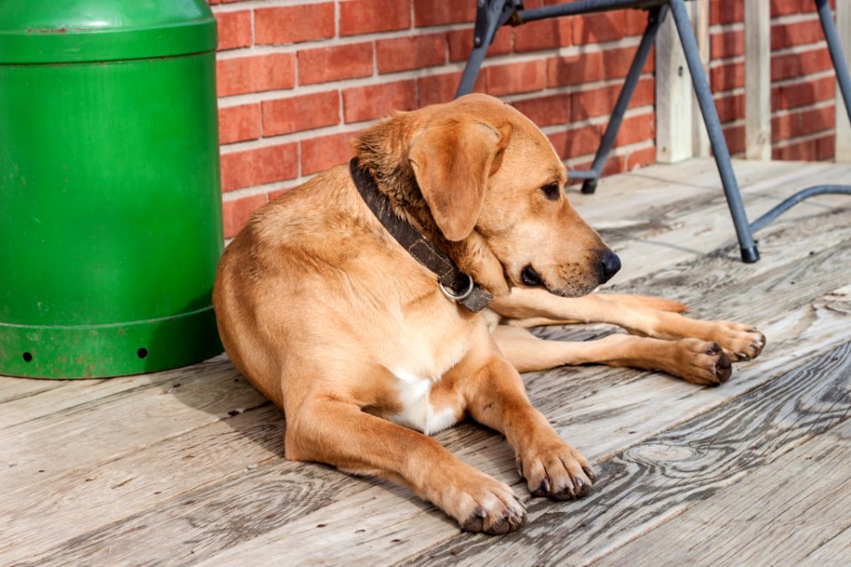 Dog