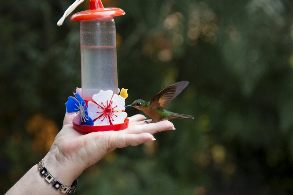 Drinking flying fly