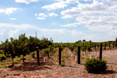 Pistachio tree ranch country, Alamogordo, United states