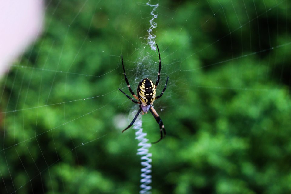 Asheville, United states, Spider