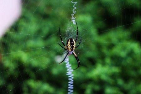 Asheville, United states, Spider photo