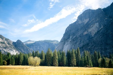 Yosemite valley, United states, Trees photo