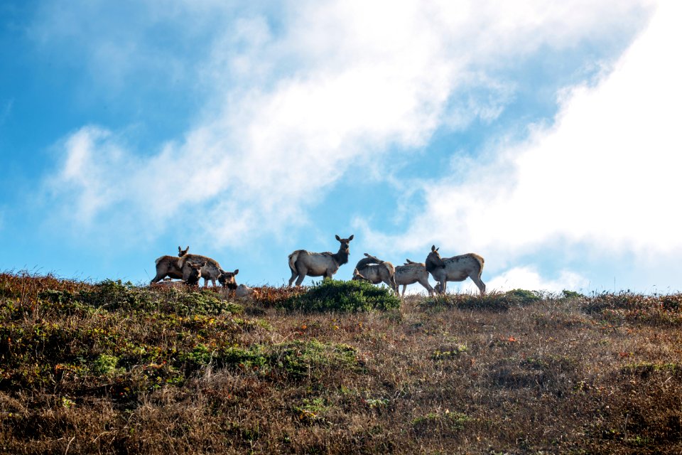 California, Hike, Deer
