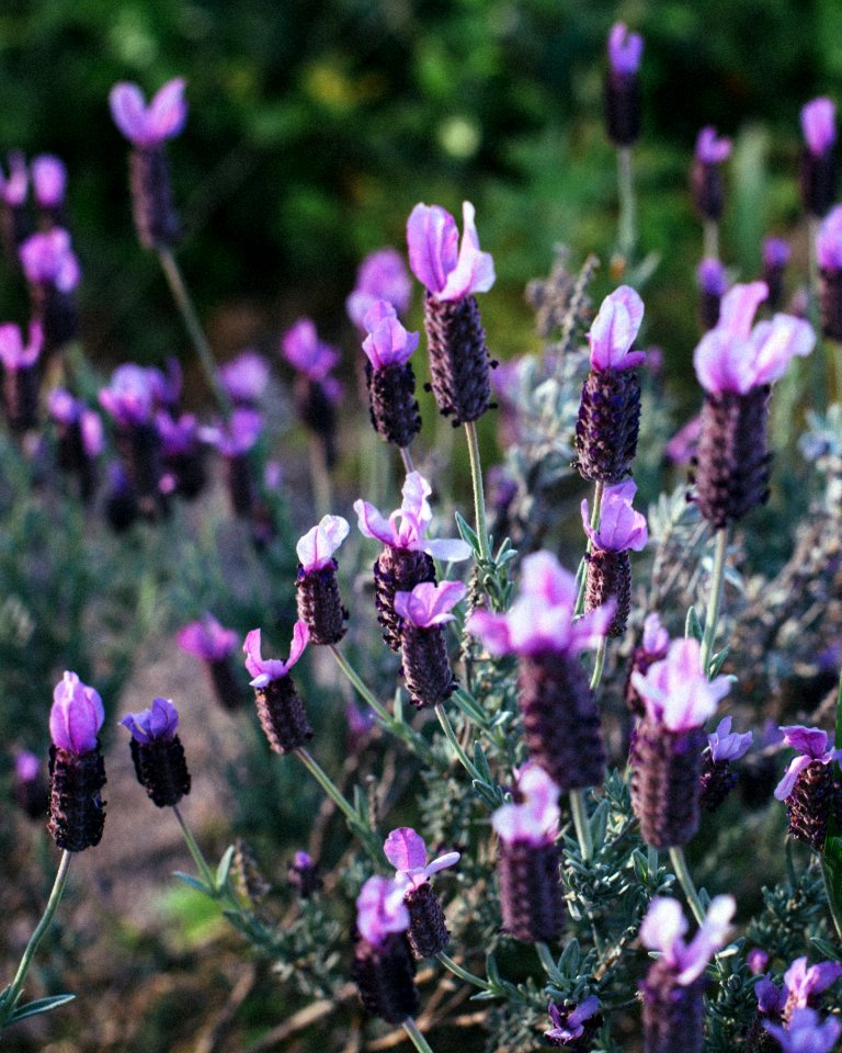 Sacramento, United states, Flowers