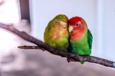 two green-and-red birds photo