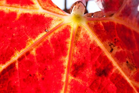 Vineyard plant autumn
