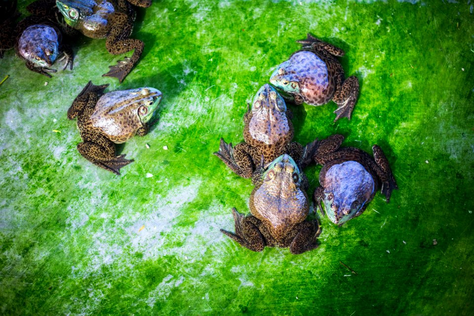 Amphibian, Nature, Frogs