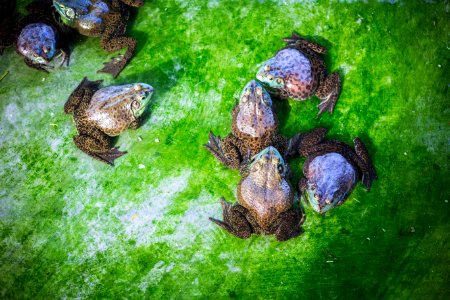 Amphibian, Nature, Frogs