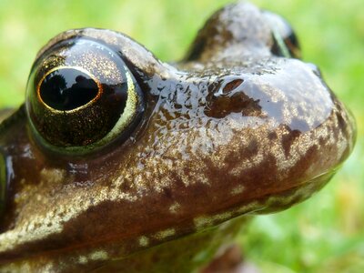 Eye nose amphibian photo