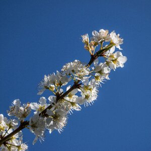 White sky celeste