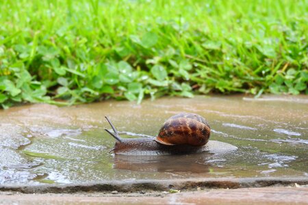 Snail garden nature
