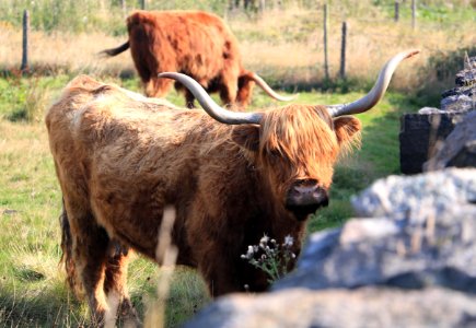 Huddersfield, United kingdom, Animal