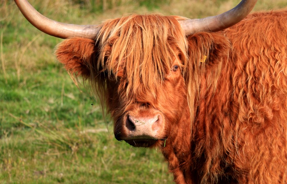 Huddersfield, United kingdom, Ginger