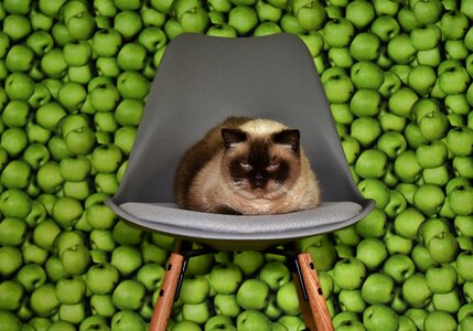Tired background apple