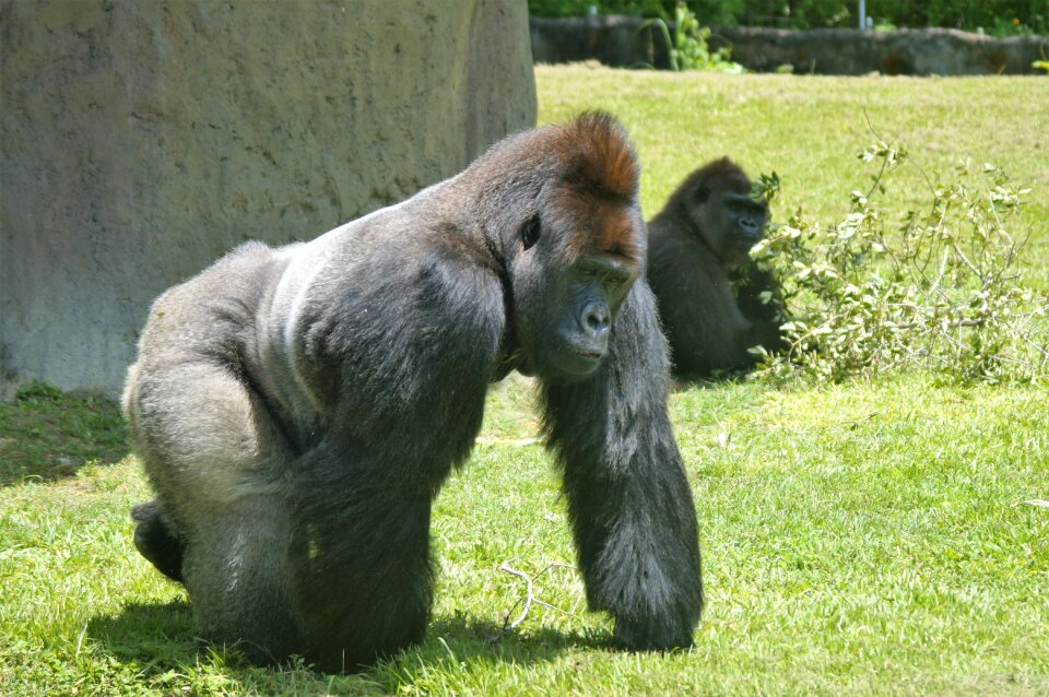 Silverback ape zoo miami