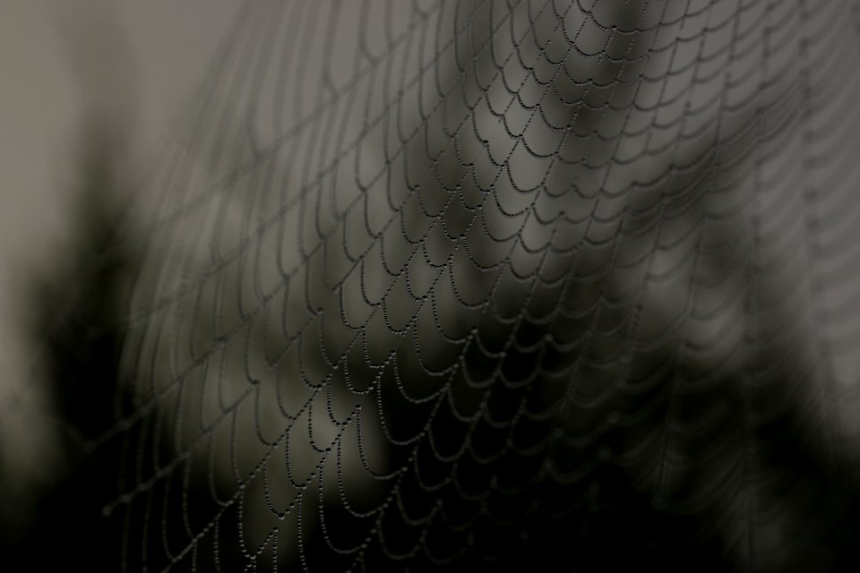 close up shot of spider web