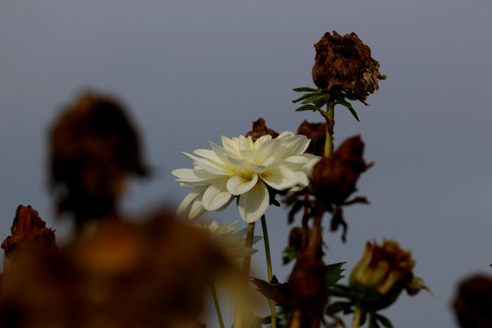 Golcar, United kingdom, Flower