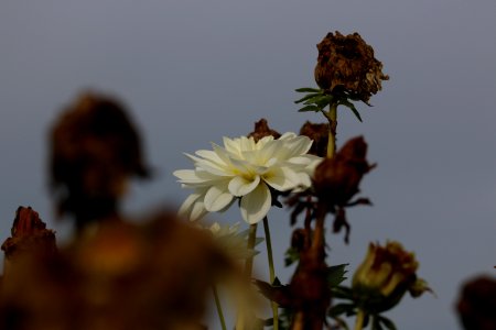 Golcar, United kingdom, Flower