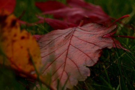 Leaf, Nature, Leaves photo