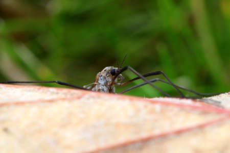 Huddersfield, United kingdom, Daddylonglegs