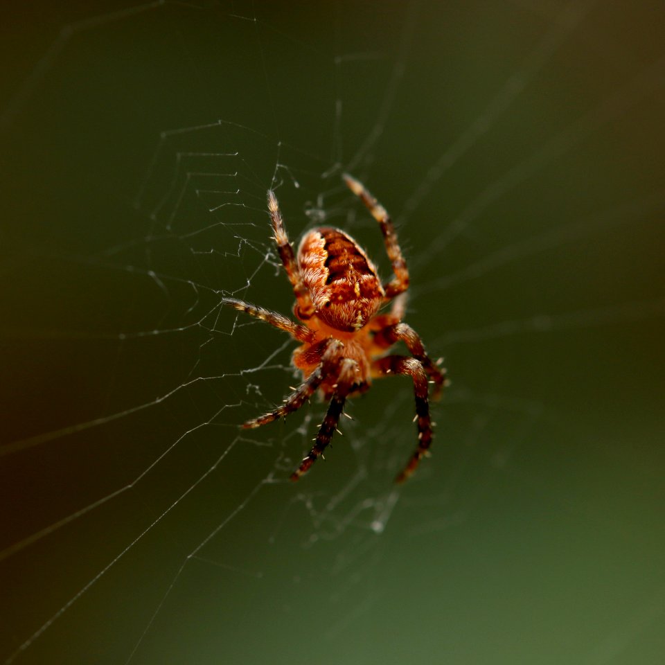 Huddersfield, United kingdom, Creepy