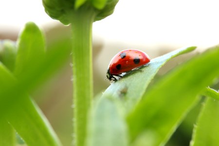 Huddersfield, United kingdom, Nature