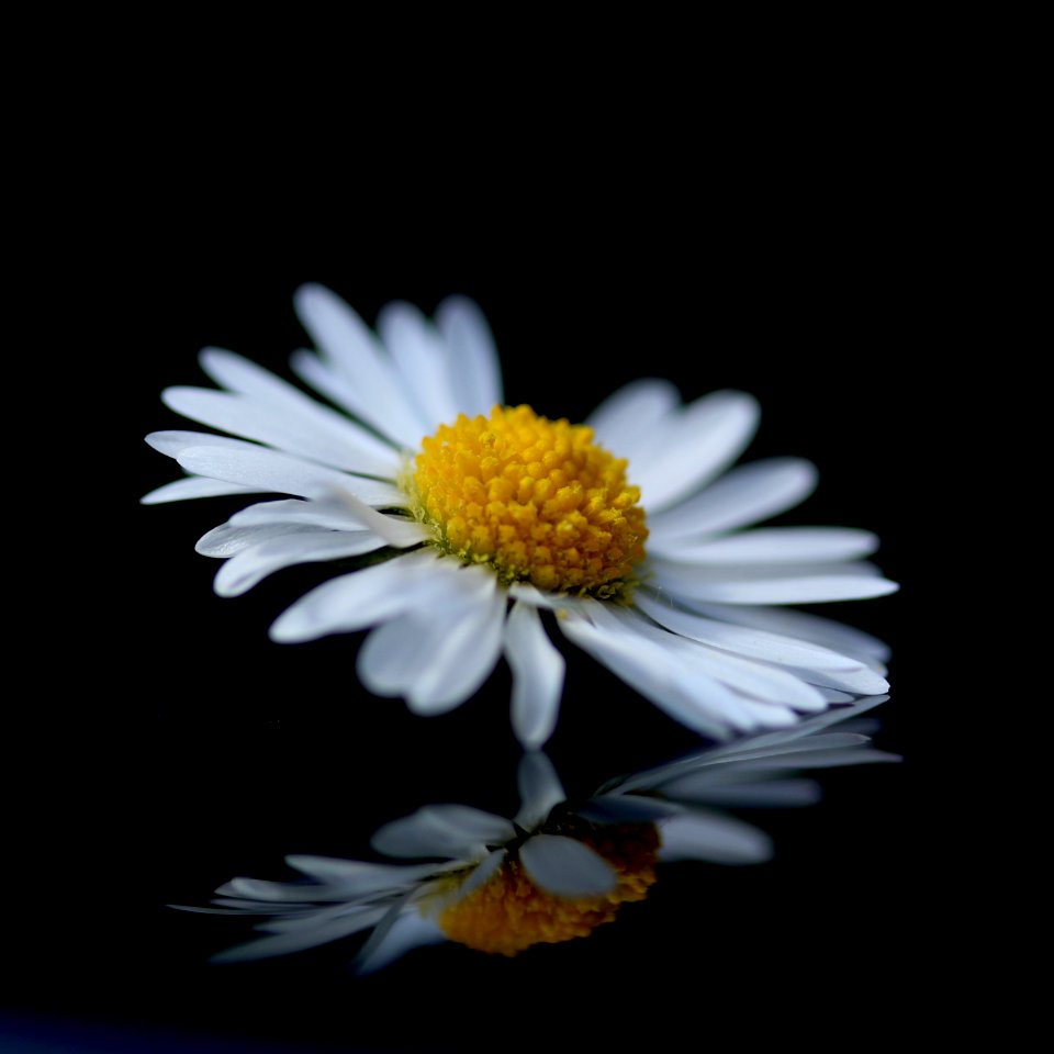 Wildflower, Reflection, Daisy