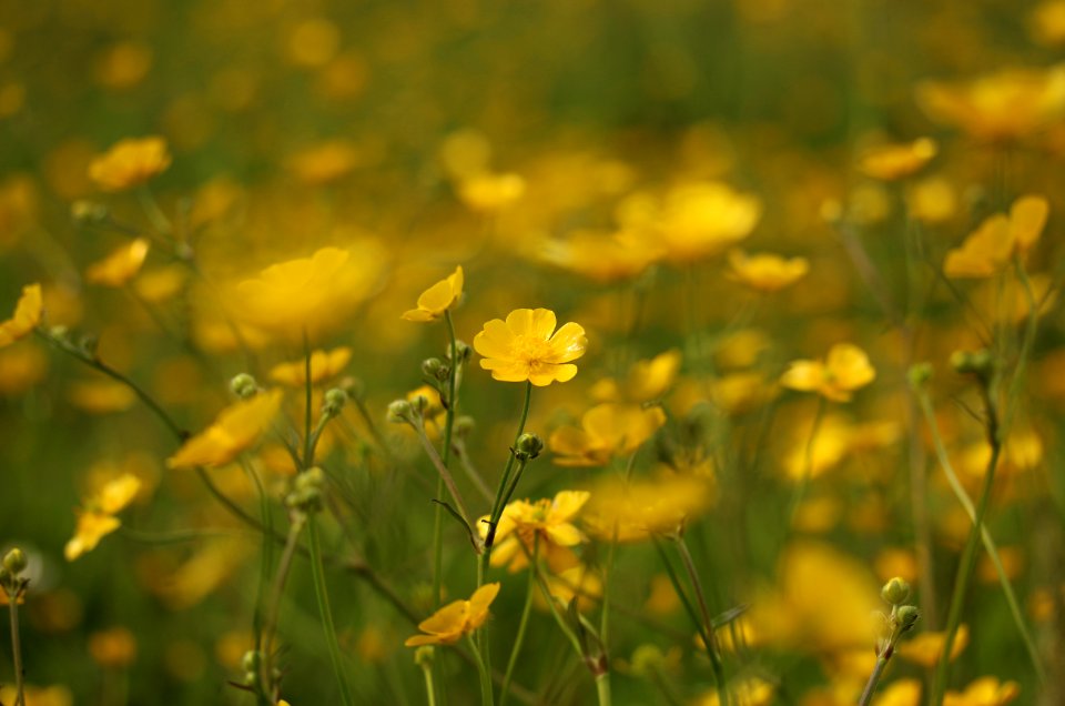 Golcar, United kingdom, Buttercup
