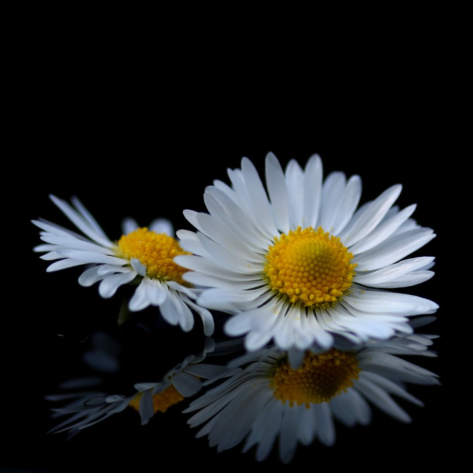 Huddersfield, United kingdom, Flowers