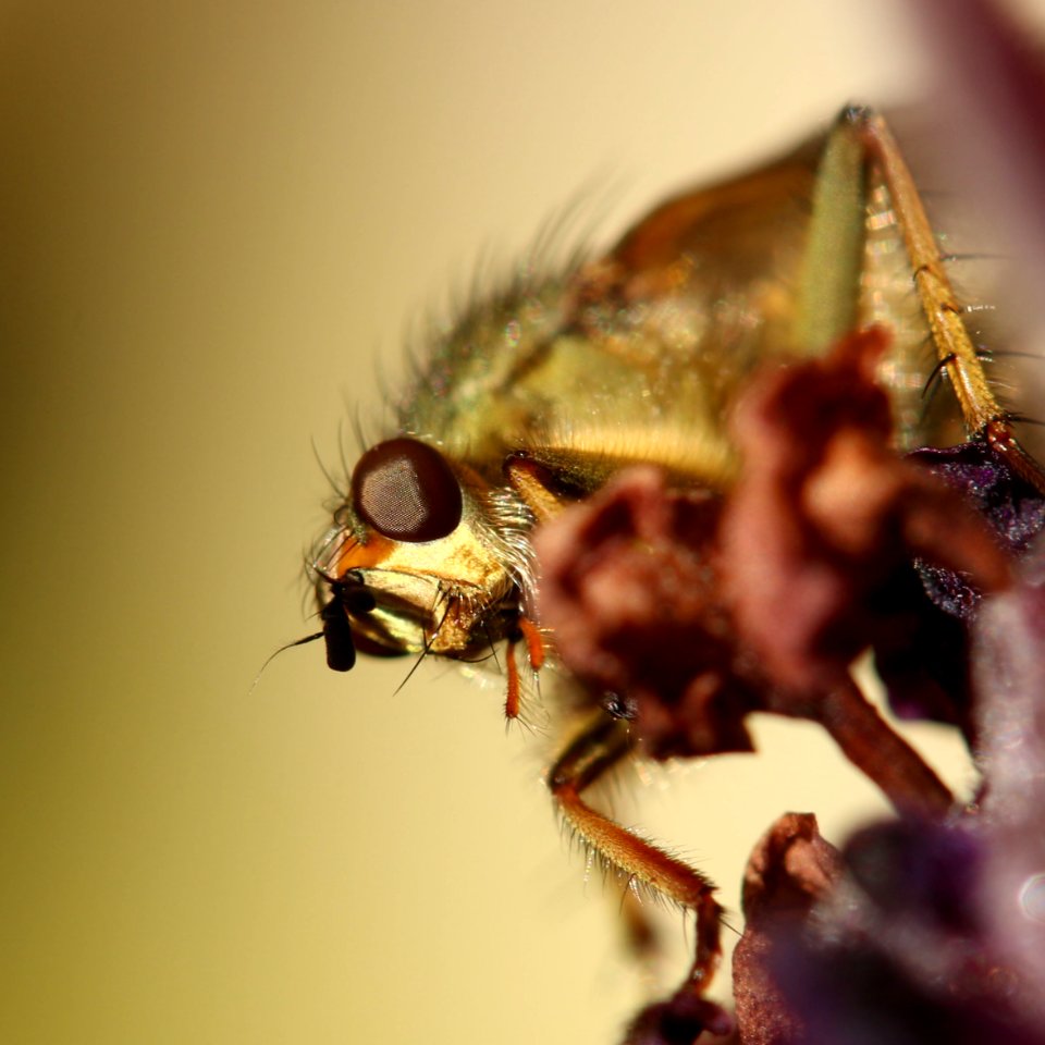 Huddersfield, United kingdom, Insects
