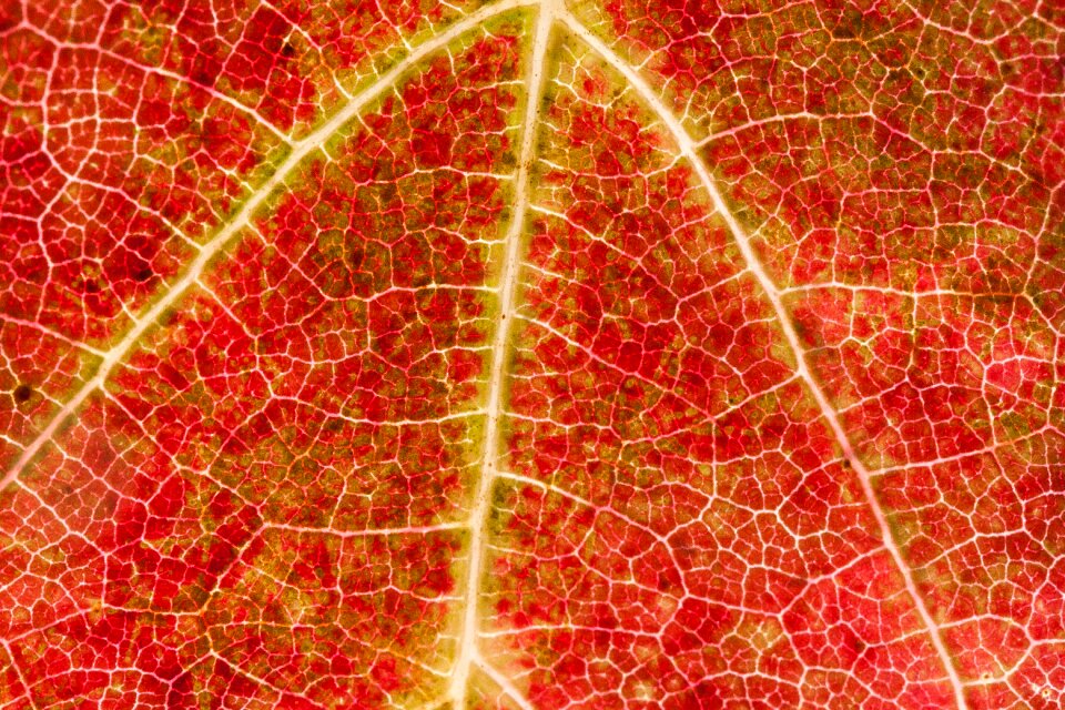 Vineyard plant autumn