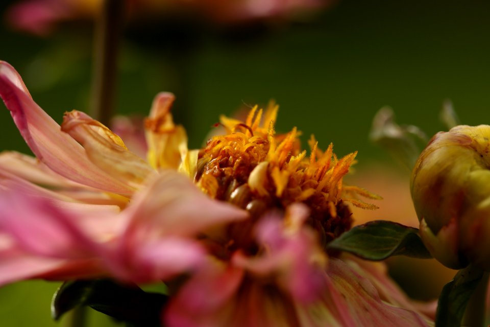 Decay, Autumn, Flower