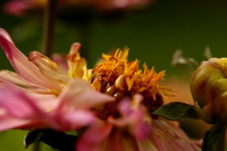 Decay, Autumn, Flower