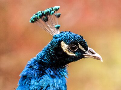 Flightless bird nature animal