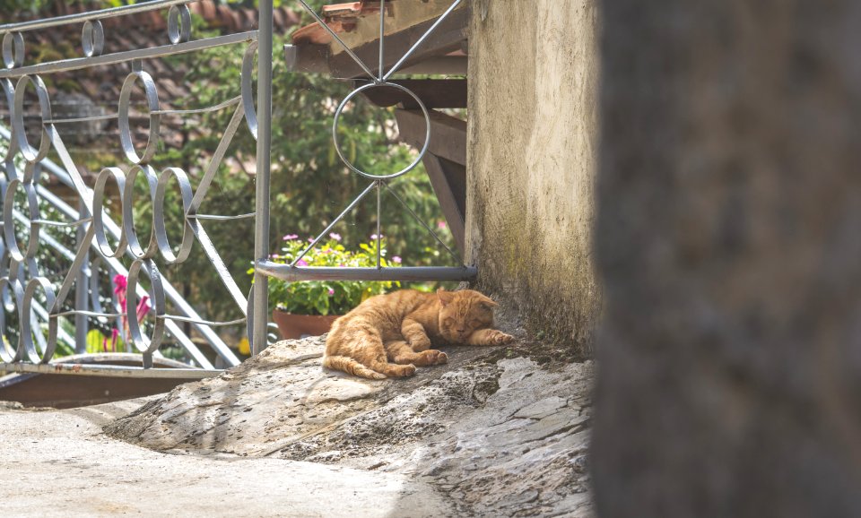 Catcontent, Sleep, Chill