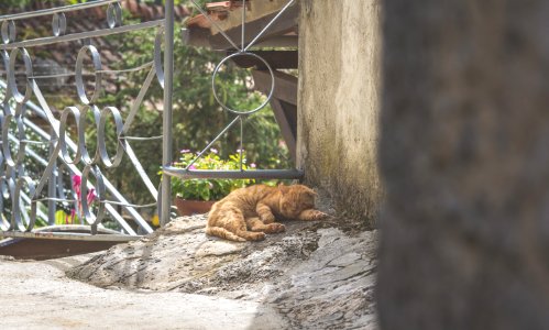 Catcontent, Sleep, Chill