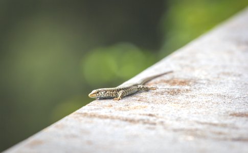 Closeup, Animal, Salam