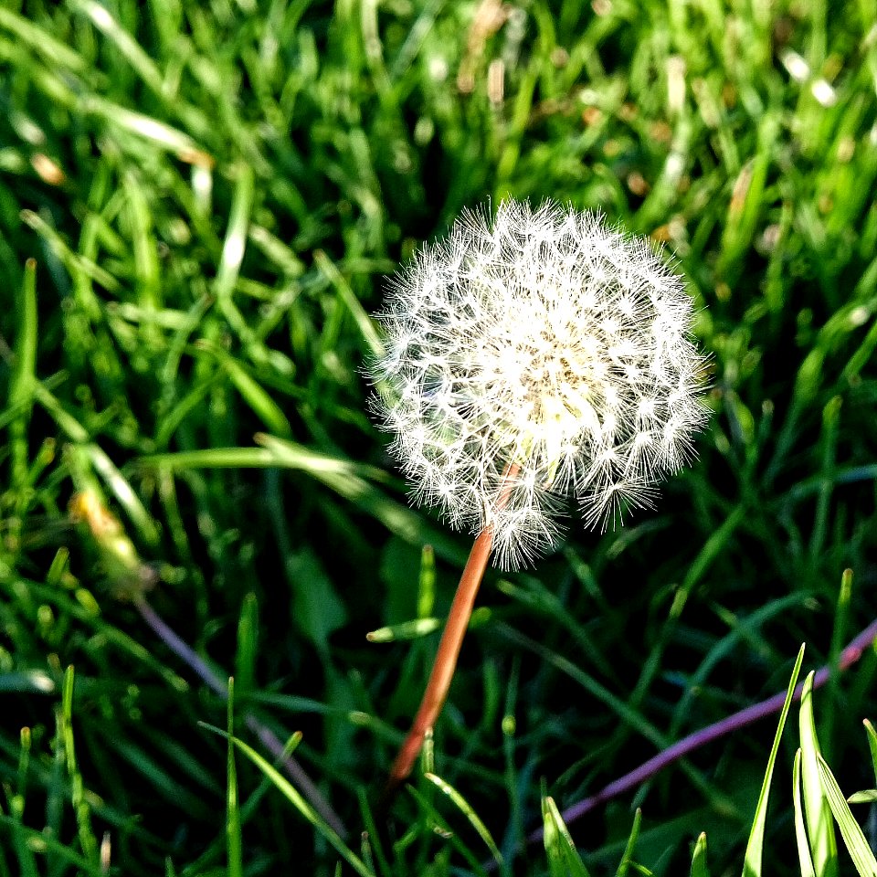 White, Green, Grass