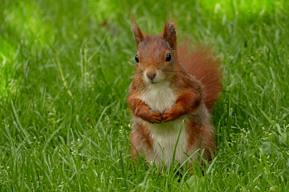 Mammal foraging garden
