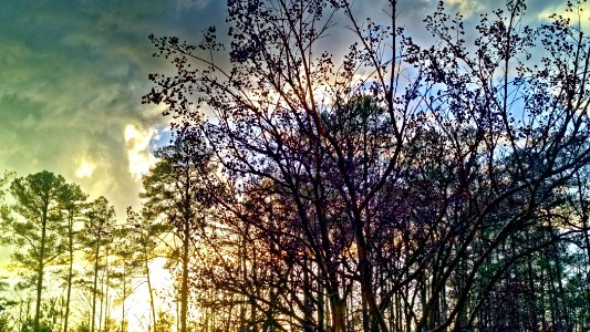 Clouds, Sky, Trees