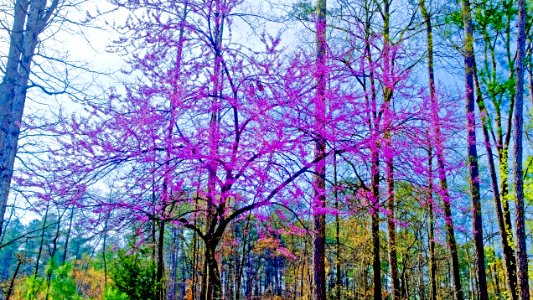 Spring, Trees