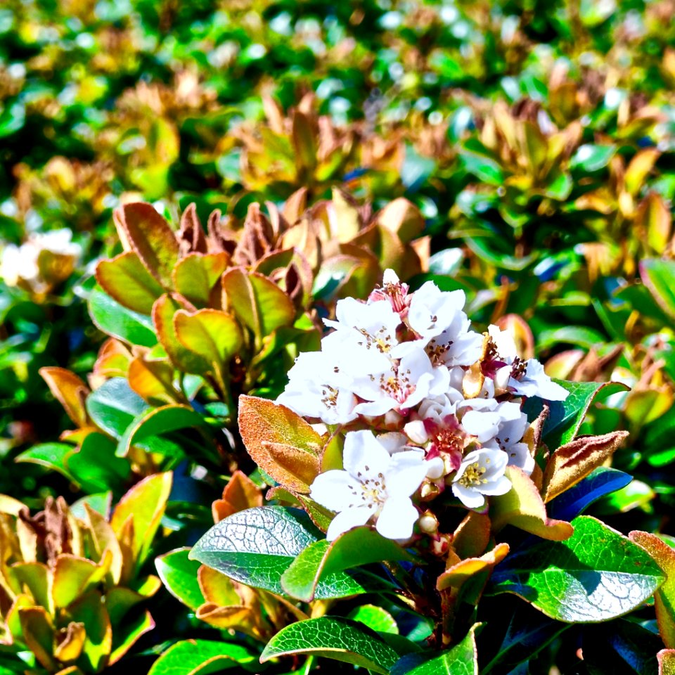 White, Greenery, Flower