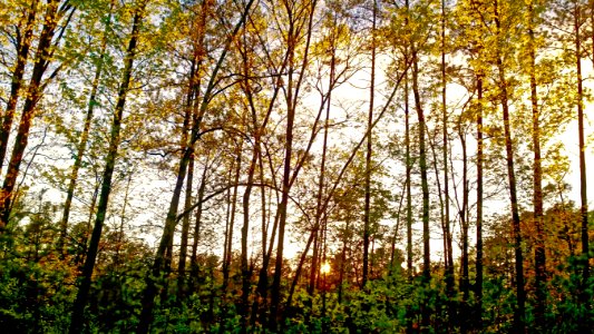 Sky, Sunset, Trees