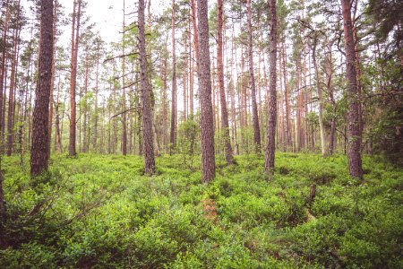 forest during daytime photo