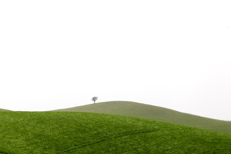photography of green grass during daytime