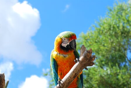 Animal feather tropical