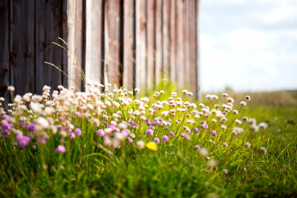 white and purple petaled flowers