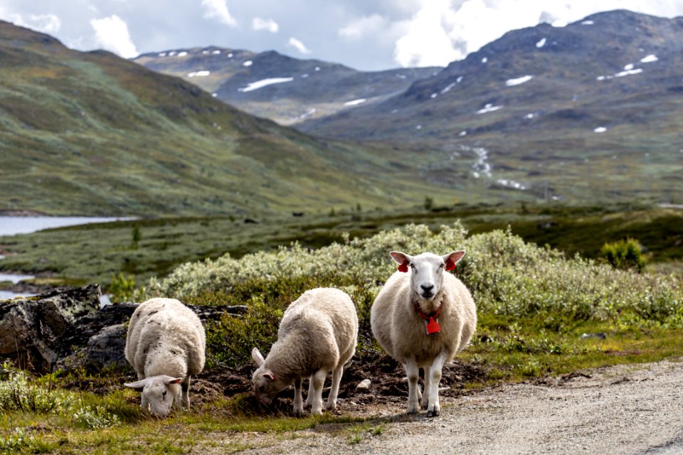Hemsedal, Norge, Animals