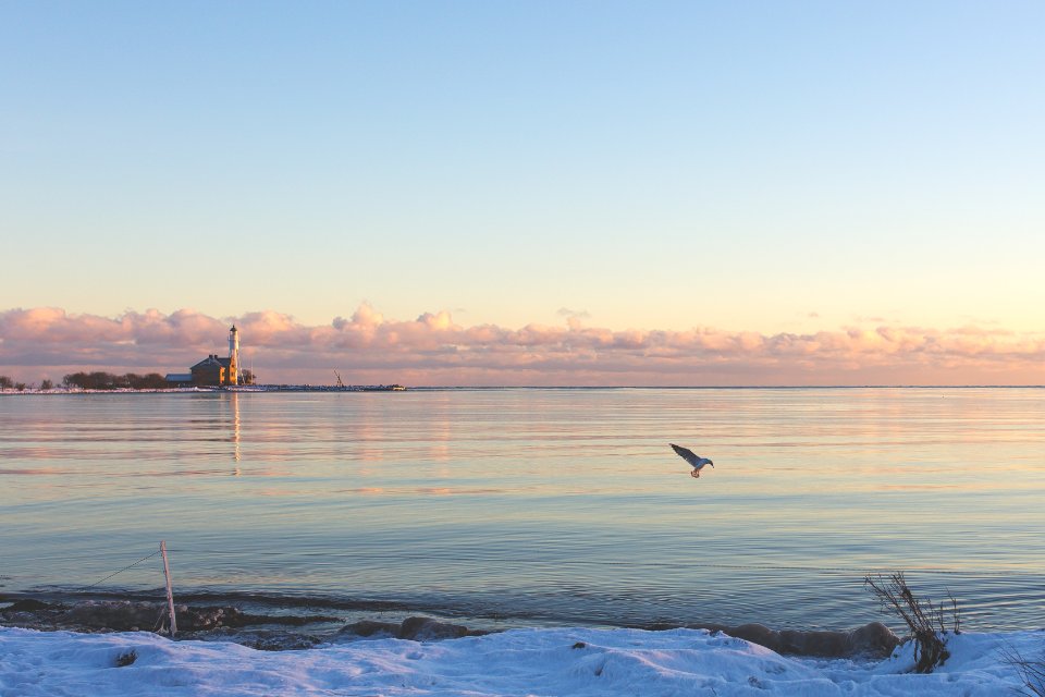 bird flying over body of water during daytime