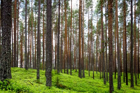 photography of trees during daytime photo